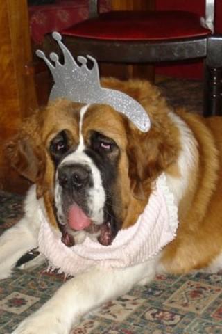 sobrietyale's tweet photo. #adogslife 

Missy at the Royal Wedding. http://t.co/KrjHp46cld