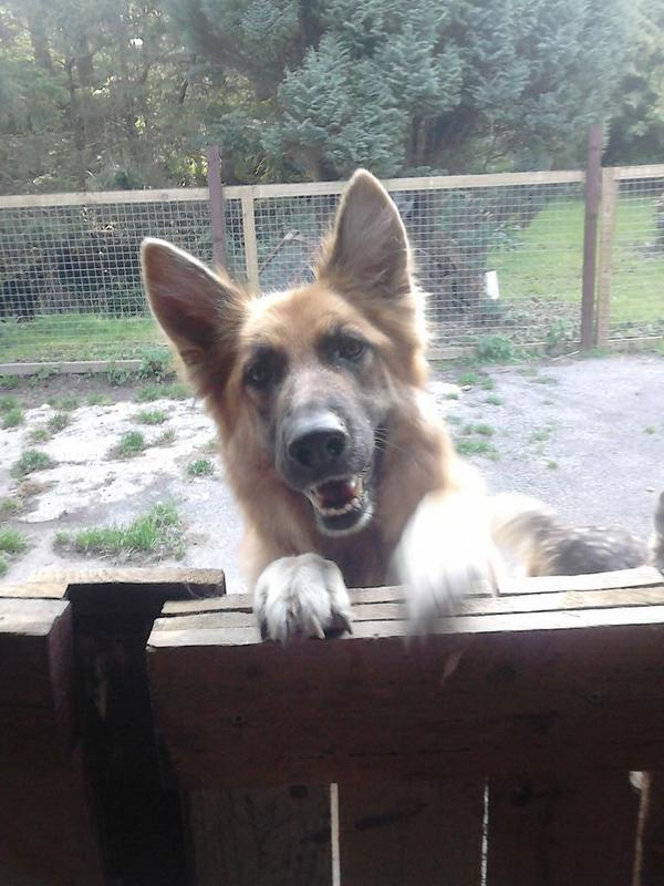 CraftLemon's tweet image. #ADogsLIfe Nala trying to slap the high five for the selfie