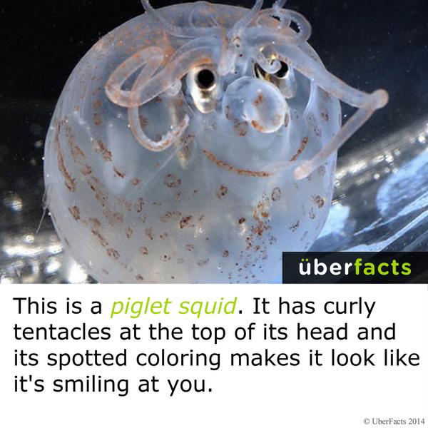 UberFacts's tweet photo. This is a piglet squid... http://t.co/Uha6TkgzeP