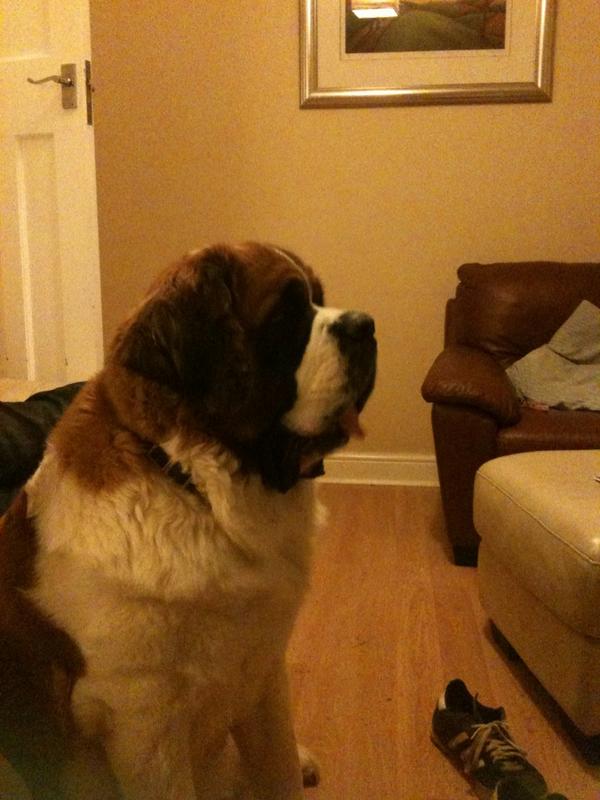 sobrietyale's tweet photo. #adogslife missy watching Dallas http://t.co/mYZp0jx3Tk