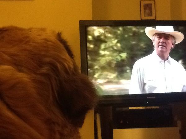 sobrietyale's tweet photo. #adogslife missy watching Dallas http://t.co/mYZp0jx3Tk