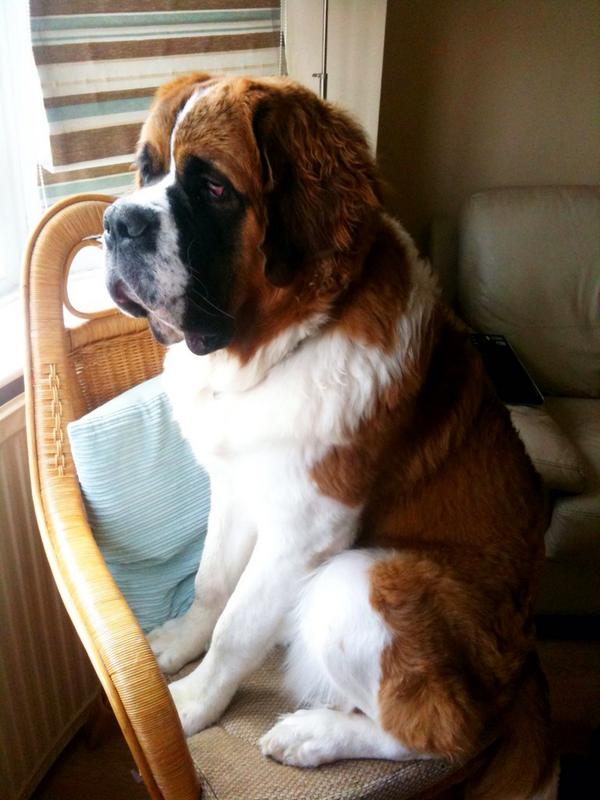 sobrietyale's tweet photo. #adogslife missy watching Dallas http://t.co/mYZp0jx3Tk