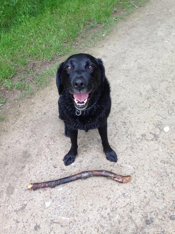 ChrisMackey22's tweet photo. Our dog Harvey. Just been swimming with a stick. Loves it! #adogslife http://t.co/TYth6ee23u