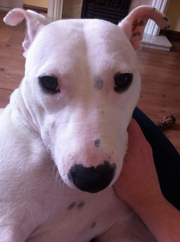 PupLuna's tweet photo. #ADogsLife http://t.co/zsf5KvsMQj