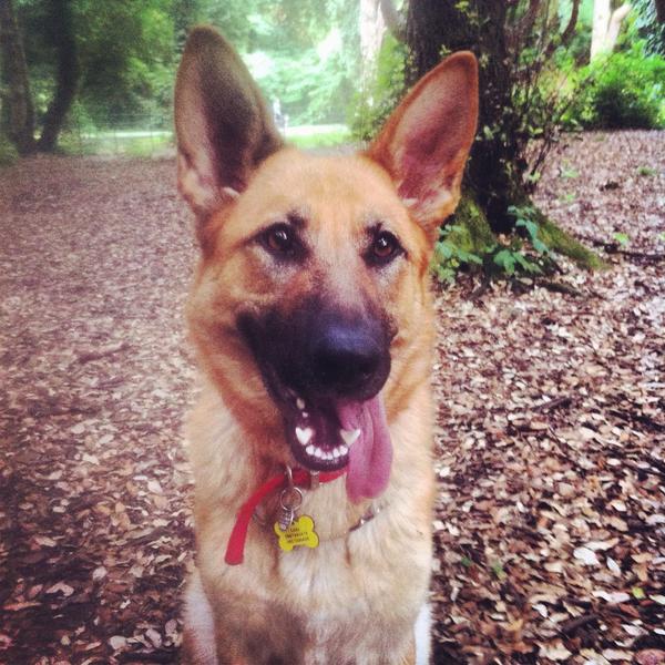 NeilM91's tweet photo. My Lady #adogslife http://t.co/xAlNseA3cz