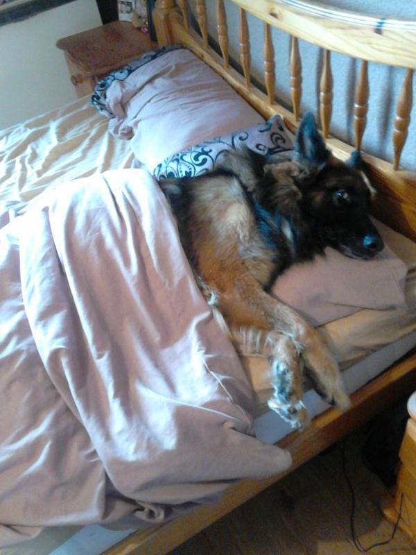 CraftLemon's tweet image. #ADogsLIfei sleep on sofa while major is here