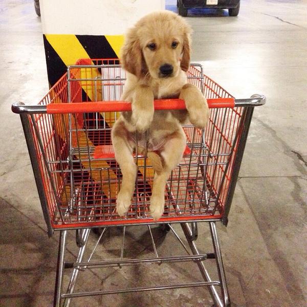 KaylynKyle's tweet photo. Wait you don't go grocery shopping with your dog?? http://t.co/L7Lf6eQl5L