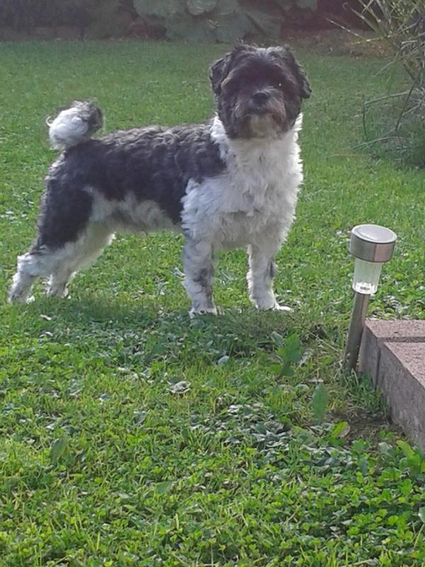 sandrab6879's tweet photo. Best dog!!! http://t.co/6NogFaaZoA