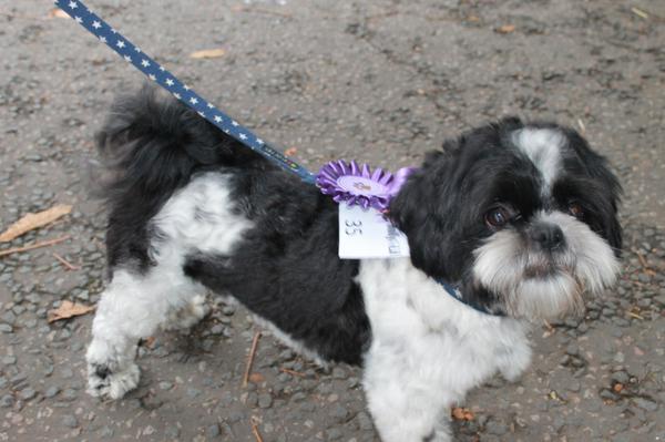 nancy_pugs's tweet photo. “@Laura_lou_XX: #adogslife This is Billy Bobstop the Shih Tzu http://t.co/6KsV0Fw1Gq”. Bless! Look at his face! He looks so proud of himself