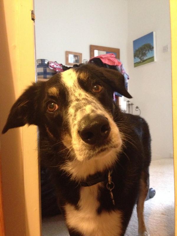 charleylaraking's tweet photo. #adogslife my 1 year old border collie Buddy barks at sheep, horses and cows when in the car, how do I stop this? http://t.co/kQXhRc0Wjq