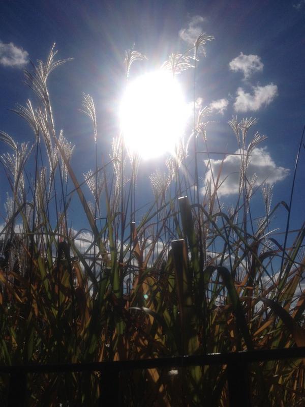 mhill's tweet image. #welcomebacksummer