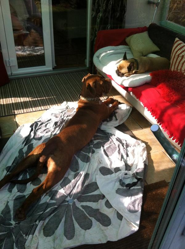 #adogslife <a href="/Beausdogblog/">Beau</a> Pdog