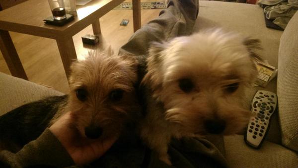 Square1bars's tweet photo. @DogsC4 #adogslife http://t.co/72ntRB13R8