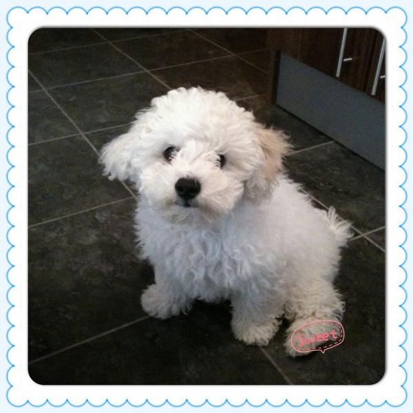 mskathryn26's tweet photo. #adogslife My cute puppy Charlie is loving your show http://t.co/eyts6B4y8e