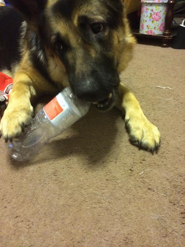 curtisknowles3's tweet photo. Bella with her bottle #adogslife http://t.co/Mm1yaYO5NO