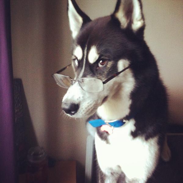 StacieRyle's tweet photo. @DogsC4 #dogslife http://t.co/78qEgTVUDK