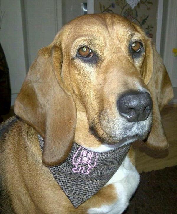 Zukiestyle's tweet photo. Hi @RubyMonster how are woo?another #rubymonster bandana going to their new home this week #tweetursis #soulscribe http://t.co/hKtmYdlUCu