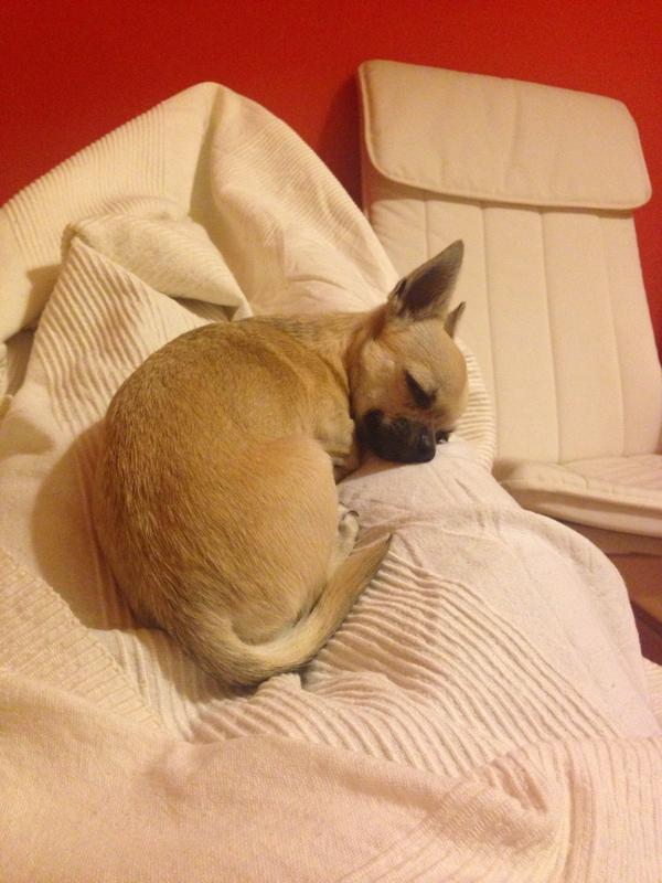 Isavarpi's tweet photo. Sofá y manta con mi fiel amigo!🐶❤️ http://t.co/zUZfdhcyx1