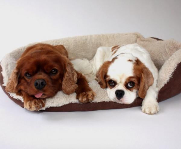 BoothJen's tweet image. #adogslife