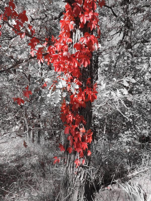 ClaudetteGabbs's tweet image. The vine on the oak, up close #autumn #cameraeffect used for the red