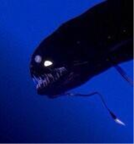 ギネス世界記録 A Twitter 世界一深い海 マリアナ海溝 海面下 10 920m 最深部はチャレンジャー海淵と呼ばれる 最深部における水圧は実に108 6mpa 1cm に1 086kgの重さがかかる にのぼる どんな生き物が住んでいるか分からない Http T Co A97gzcy5vp