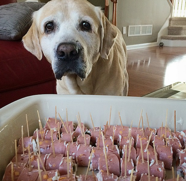 HunterYellowLab's tweet photo. Ohhh pleaseeee can I have just one Daddy?! http://t.co/9UwF2kOx0b