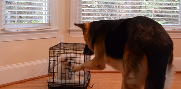 someecards's tweet photo. This German Shepherd has figured out how to spring his puppy friend from dog jail. http://t.co/qPvYUmkZgV http://t.co/xsXRUWOJus