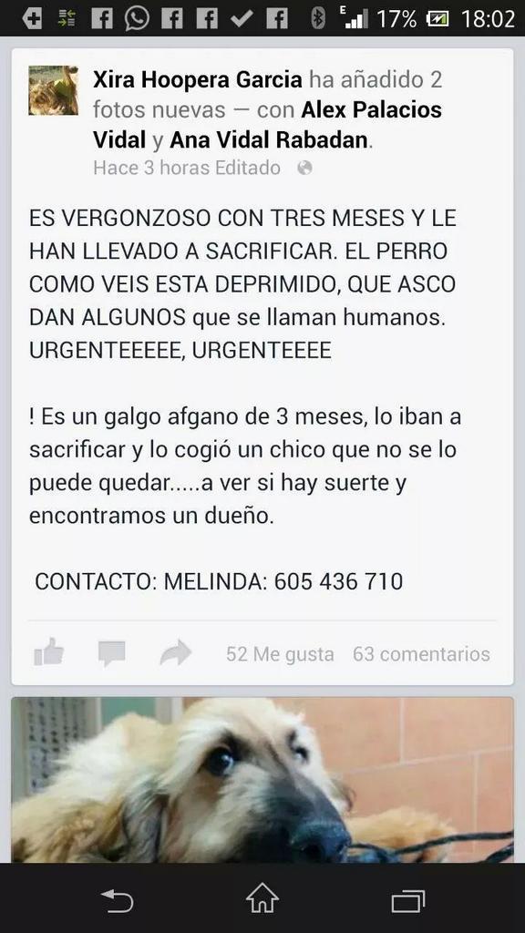 DogCatPeludos's tweet photo. LO QUIEREN SACRIFICAR!!! SOLO TIENE 3 MESESS!!!!! GALGO AFGANO CACHORRO!! +INFO EN LAS FOTOS!!! 
AYUDAAAAAAAA SOS SOS http://t.co/bpkXm4kTbT