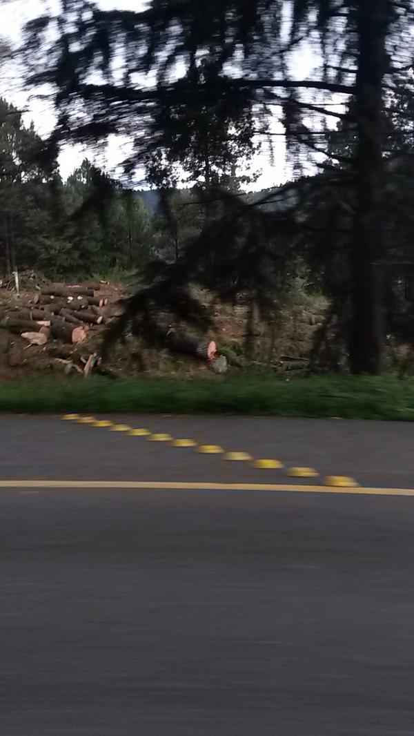 IsaGalloP's tweet photo. Por un segundo piso innecesario en la Mexico-Toluca han tirado miles de árboles.#altoalatala @greenpeacemx http://t.co/zH84K4g3HP