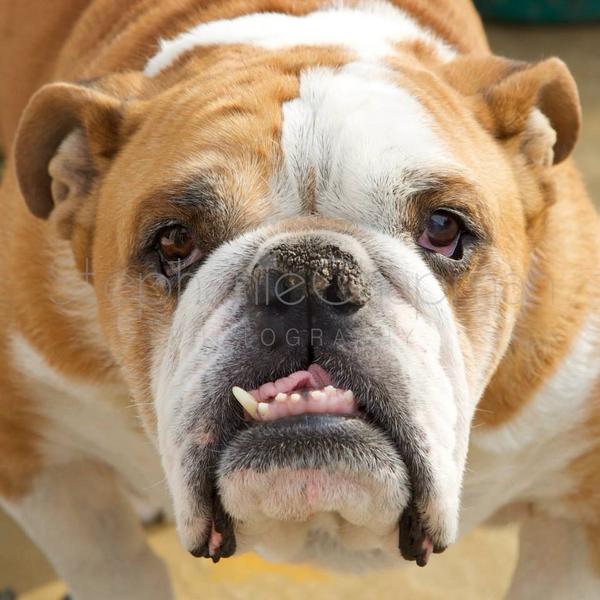 WinstonBulldog's tweet photo. You looking at me? #bulldog http://t.co/h0wmRVL7gI