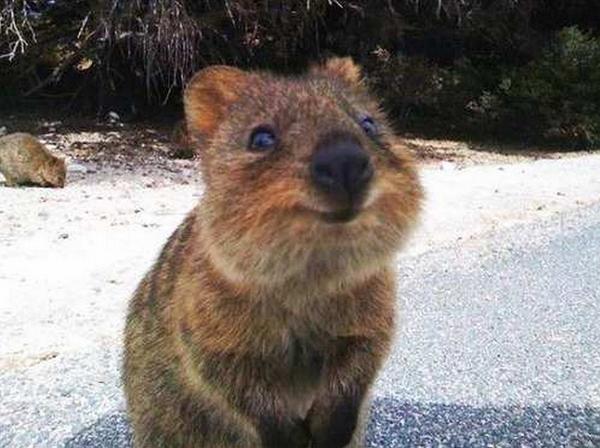 GetStrongInc's tweet photo. Cutest Animals You've Never Heard Of
>>http://t.co/zlbFxOTu32<< http://t.co/F2OYsZPG0r