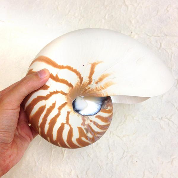 民芸品デザイナー 沖縄ひめゆり通り Twitterren 珍しい貝殻商品入荷 詳細はブログへ Http T Co Yowedecbsf Http T Co Uzkwu0ql6l Twitter