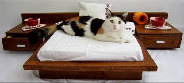 largetrees's tweet photo. "@LaTerribleLiz: Très chic!!!... #glamour #style #fashion  🐶🐱 http://t.co/KtMcZGlnAp"장군이 생각.