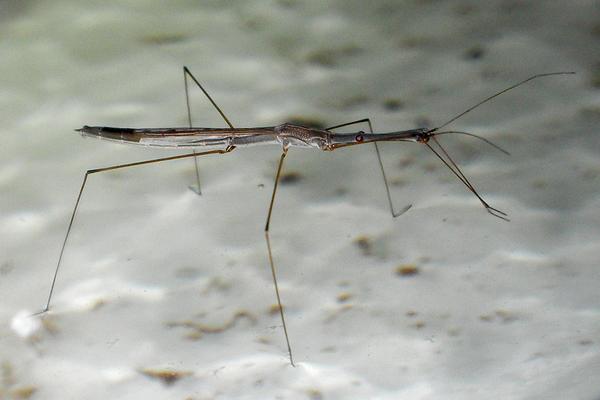 ArloPelegrin's tweet photo. A hydrometrid from Thailand @EntsocAmerica #Hydrometridae #AquaticInsects #Gerromorpha http://t.co/m4I3AVH7zU