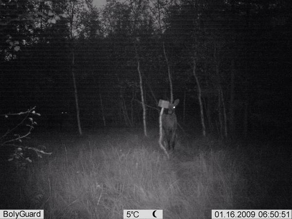 basmo_anders's tweet photo. Moose on a camera http://t.co/aXhLJNeBOf