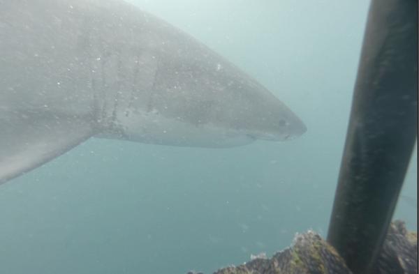KissingATW's tweet photo. We got up close &amp; personal with some #greatwhitesharks! Loved every minute of it! #capetown #sharkalley #sharkdiving http://t.co/ETZZsStFvU