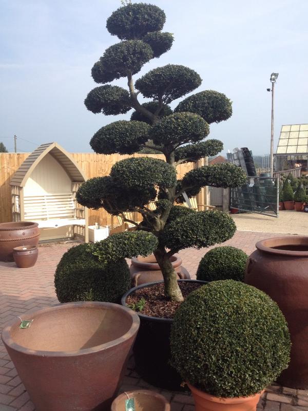 JuliaLeeAuthor's tweet image. For the tidy-minded. #cloudpruning