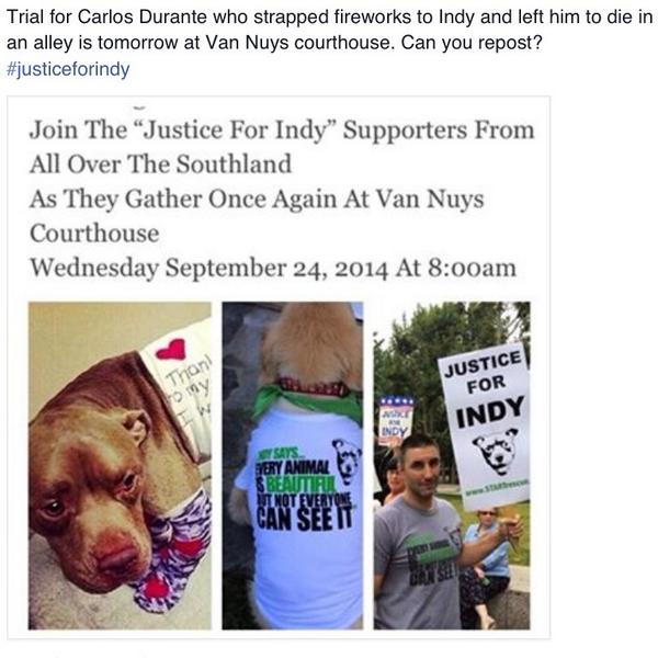 AdoreKitties's tweet photo. RT Indy the #dog needs justice today. Pls be there if from #southland #justiceforindy http://t.co/T9ipRvUVsp