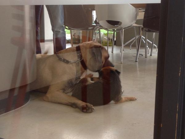dierenartsmark's tweet photo. Zie ik nou door mijn spreekkamerraam dat Broes (6 kg) Beer (53 kg) aan het versieren is?? #liefde #vleuterweide http://t.co/sLXm7Saw3l