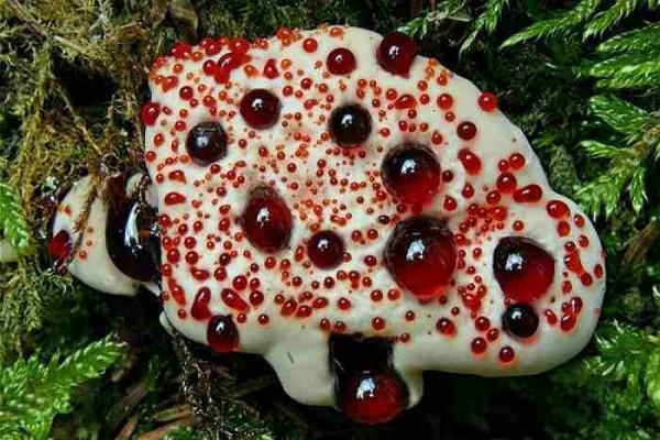 何と読む Hydnellum Peckii Togetter 何と読む Hydnellum Peckii Togetter