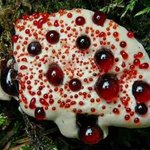 何と読む Hydnellum Peckii Togetter 何と読む Hydnellum Peckii Togetter