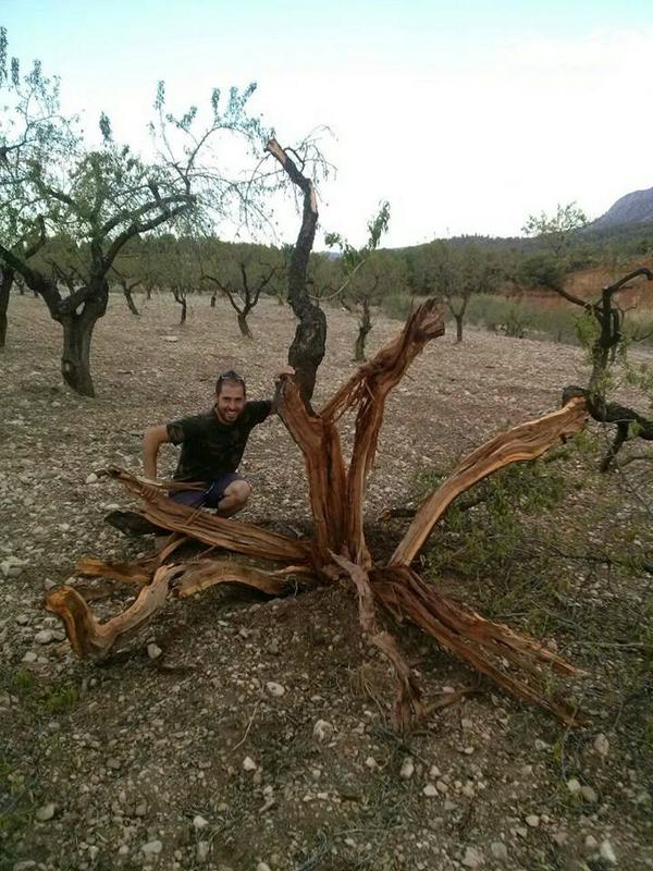 LA VERDAD-MULA así quedó un almendro por el impacto de un rayo en la noche del 22