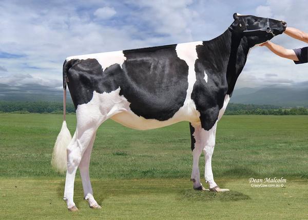ToiToiGenetics's tweet image. Bluechip Goldwyn Frosty ET
Nominated All Australian ylg 2014