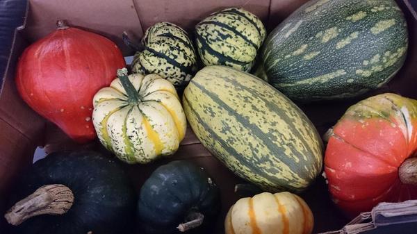 It's beginning to look a lot like... Beautiful delivery this morning of mixed gourds!