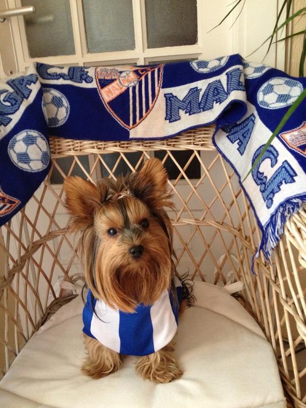 charlychill36's tweet photo. Este es Lucas, el yorki malaguista que animará hoy al Málaga contra el Barca @MalagaCF @PM_Marbella @UnoDeMalaga http://t.co/016xhpMGYi