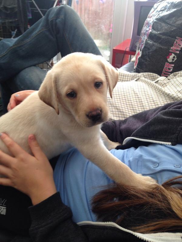 MosslexGundogs's tweet photo. New addition is home...this is little Letty. http://t.co/tKb5PNqlkj
