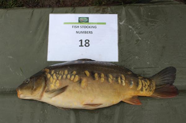 These VS fishery supplied stunners are fast approaching 20lbs in most cases. Lake 2 at <a href="/Farlowslake1/">Farlowslake</a>