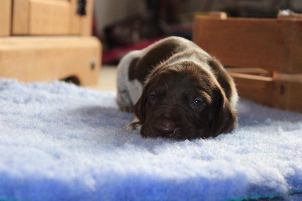 MosslexGundogs's tweet photo. Some of our #gsp #puppies taken yesterday at just over 2wks old http://t.co/pooyaMtUEL