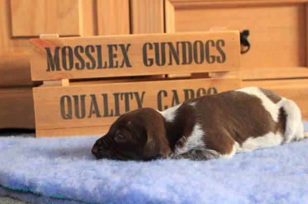 MosslexGundogs's tweet photo. Some of our #gsp #puppies taken yesterday at just over 2wks old http://t.co/pooyaMtUEL