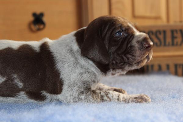 MosslexGundogs's tweet photo. Some of our #gsp #puppies taken yesterday at just over 2wks old http://t.co/pooyaMtUEL